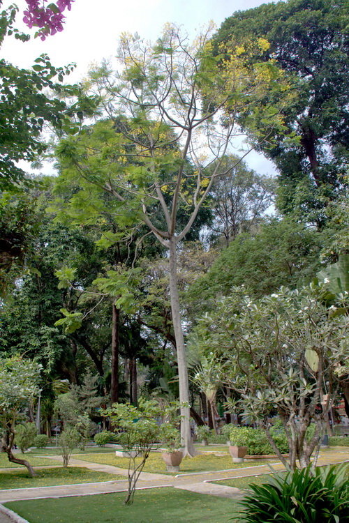 Có[-]một[-]mùa[-]phượng[-]vàng[-]báo[-]xuân